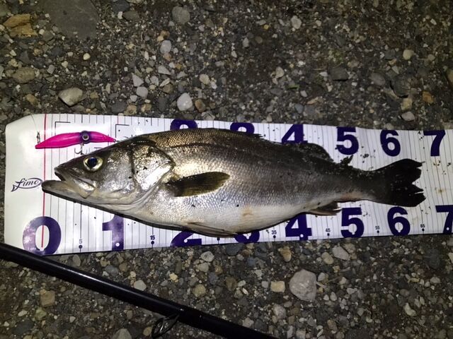 糸魚川 シーバス ヒラメ グッドサイズ フラッター日誌