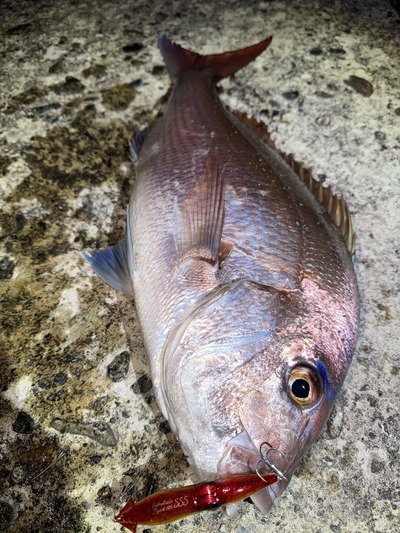 ホタルイカパターン　真鯛出ました！