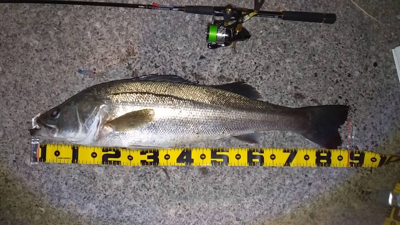 富山湾 ランカーシーバス87cm 黒鯛釣果情報 フラッター日誌 富山湾 ランカーシーバス87cm 黒鯛釣果情報 フラッター日誌