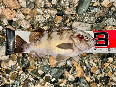 ズィークイッド　尺メバル2匹！！　黒鯛3枚