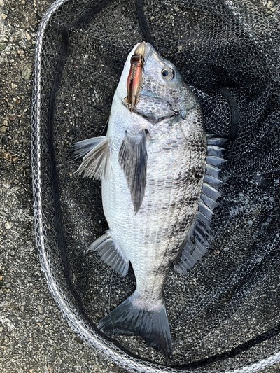 富山湾　黒鯛釣果情報　2/28