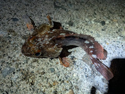 ズィークイッド78 SP  大活躍！