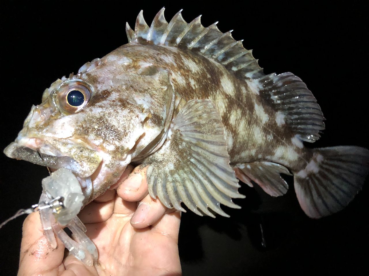釣りよかでしょう 19 カサゴホタルイカパターンの釣り方ご紹介 フラッター日誌 釣りよかでしょう 19 カサゴホタルイカパターンの釣り方ご紹介 フラッター日誌