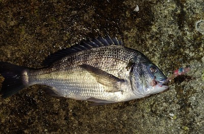 ホタルイカパターン　黒鯛連発！