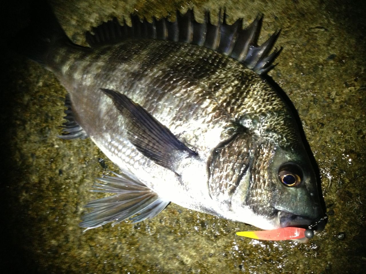 7月 ホタルイカパターン黒鯛！？ : フラッター日誌