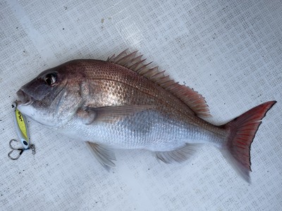 ゴッツォジグ　真鯛