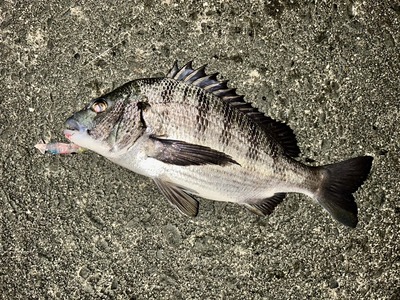 富山湾　現在の釣果状況です