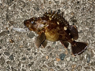 ホタルイカパターン始動！　根魚祭り！？