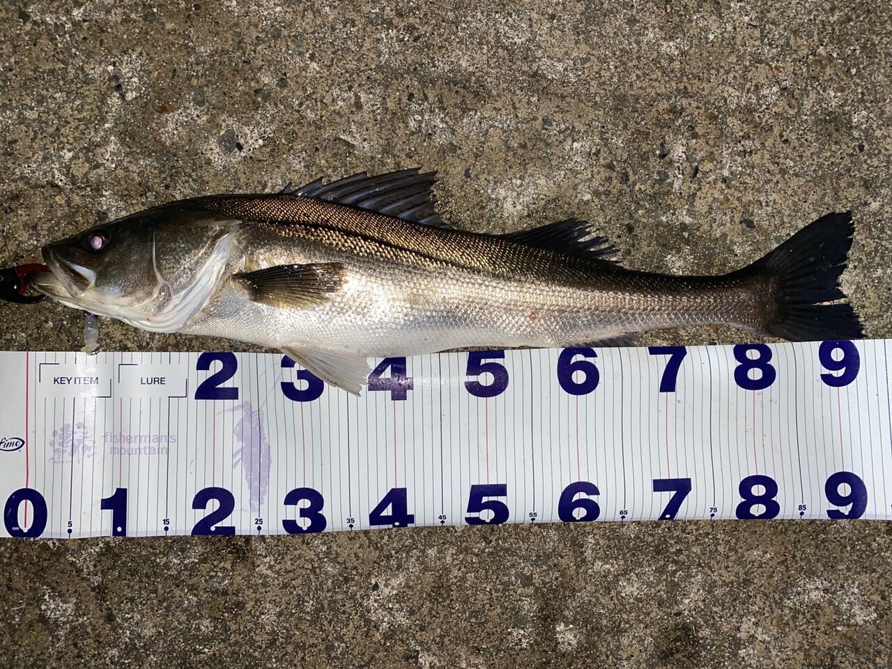 ランカーパンカー ランチパンカー DRT シーバス 2025年最新】ランカー