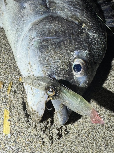 ホタルイカパターン