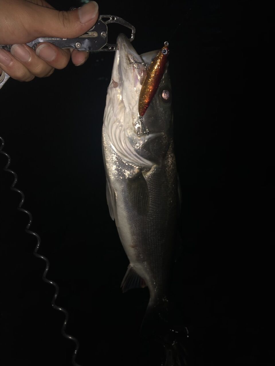 富山湾でもストラトン フラッター日誌