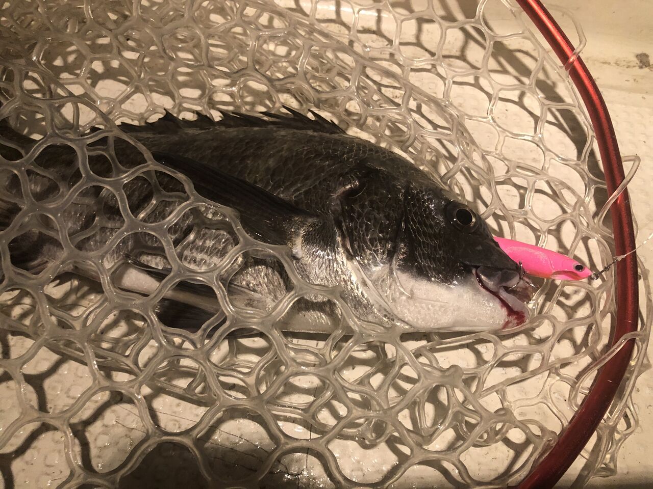 ナイトでトップ シーバス 黒鯛 フラッター日誌