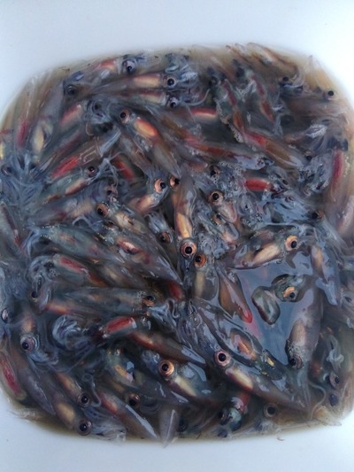 大物逃すも・・・　黒鯛釣果情報　2/18