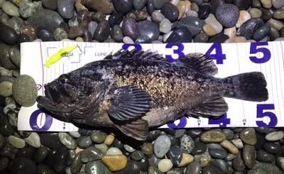 糸魚川　クロソイ　51cm!