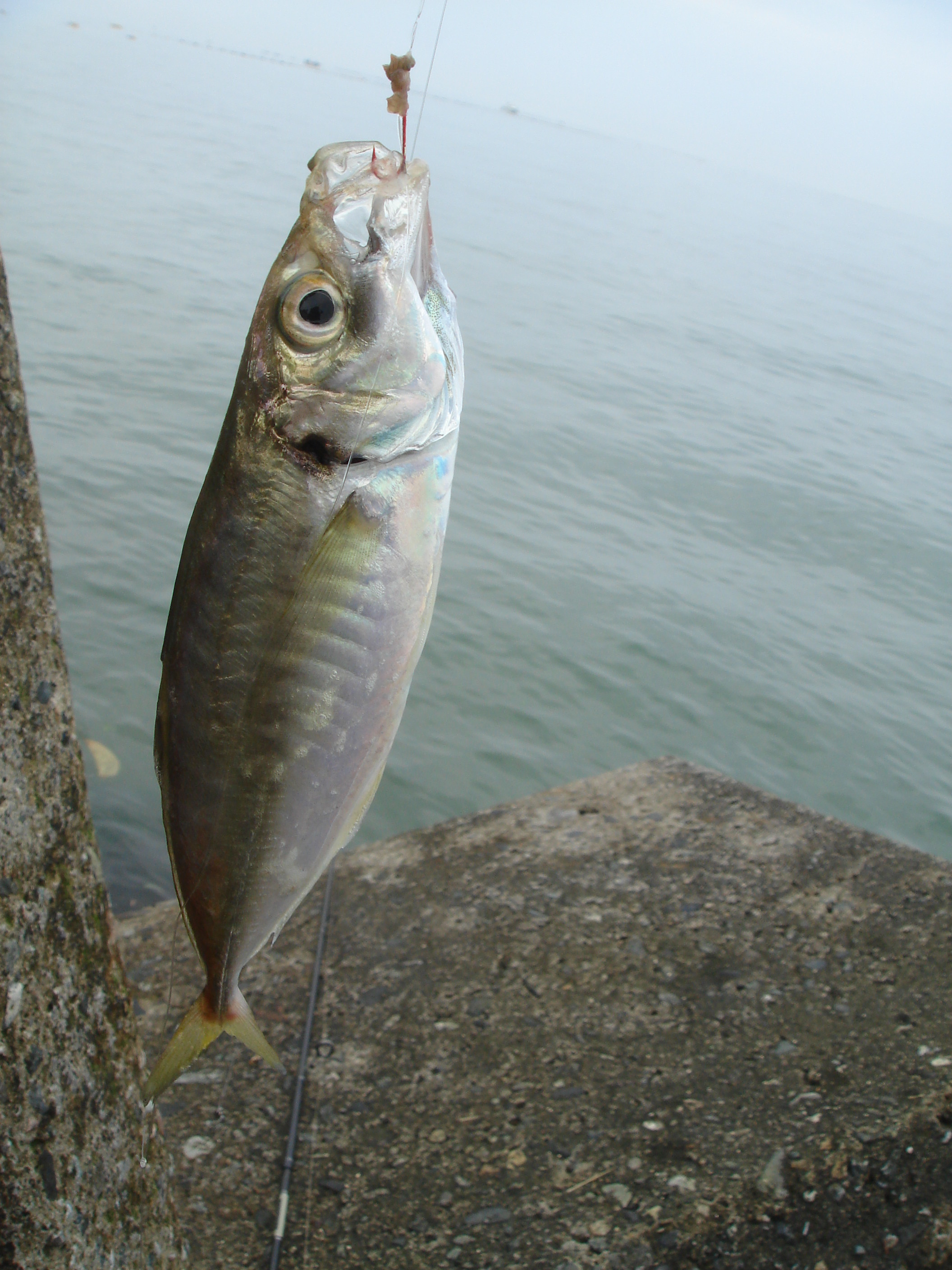 中アジ稚魚イワシパターン フラッター日誌