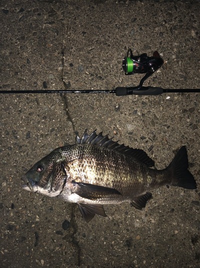 富山湾 黒鯛50cm！ ズィークイッド 68Fどクリア : フラッター日誌