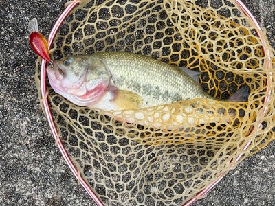 ドリームレイクでクランク調査　黒が効く！？