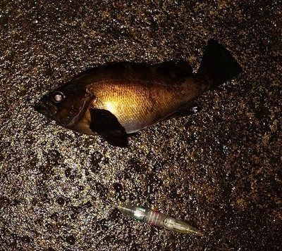 黒鯛　メバル　好調！？　凄い釣果です。