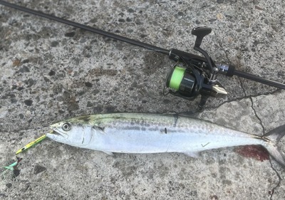 ショアジギング　サゴシゲット！