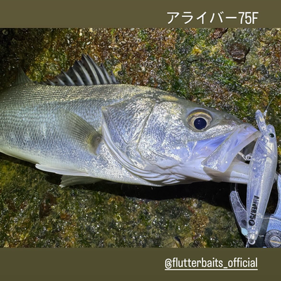 新作　アライバー75で