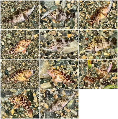 富山湾　根魚入れ食い！　プランクトンパターン？