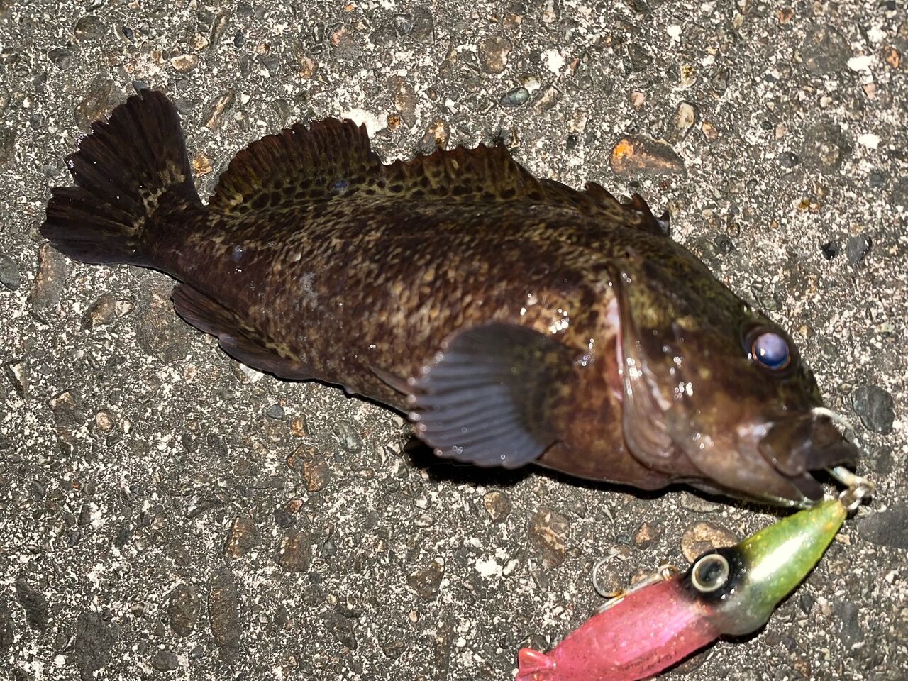 2023ホタルイカパターン始動！ 黒鯛2枚他 : フラッター日誌