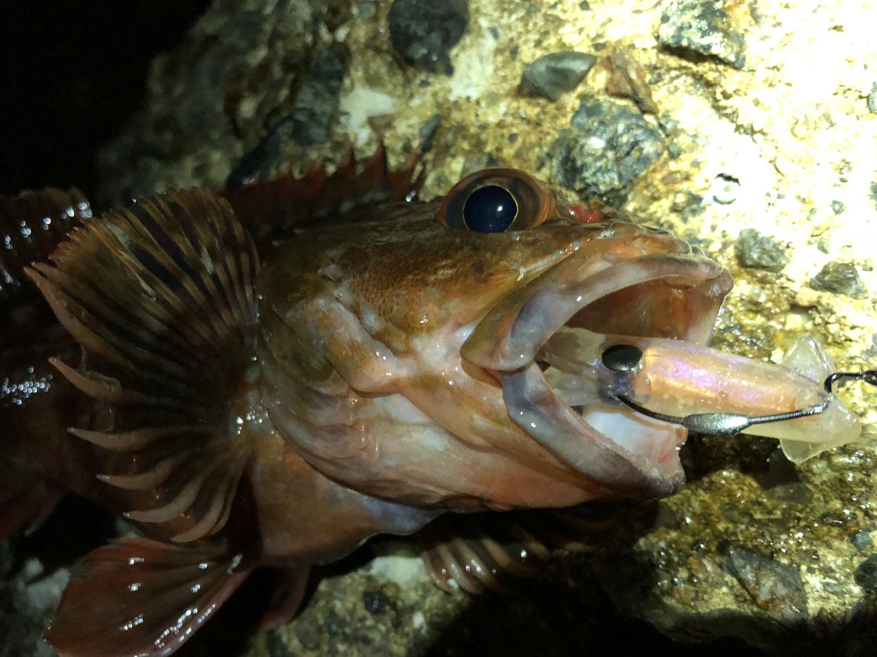渋い時は居付き根魚狙い フラッター日誌 渋い時は居付き根魚狙い フラッター日誌