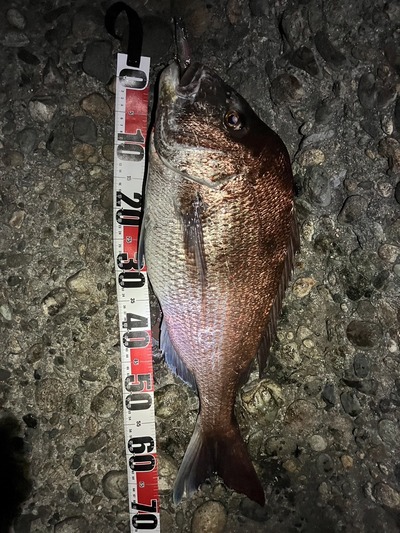 真鯛70ｃｍ！　　モンスターレッド出ました！！