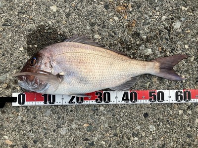 ズィークイッド75で真鯛！　ツバイソ好調