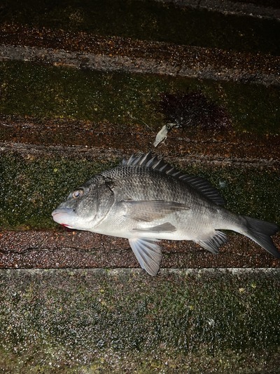 富山湾　黒鯛釣果情報　2/26
