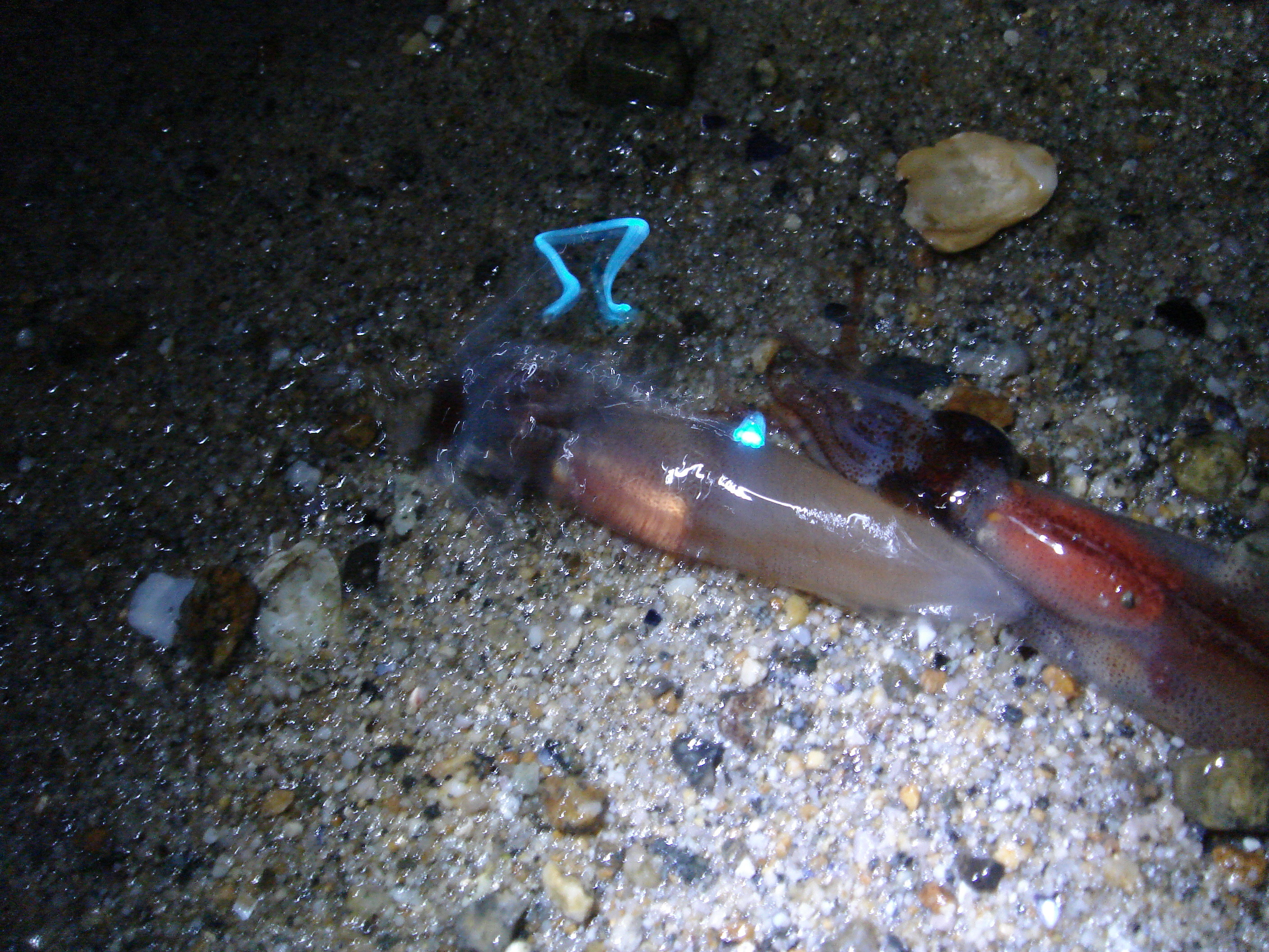 光と色の違い フラッター日誌