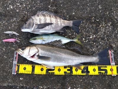 ホタルイカ身投げ無しなので・・・・