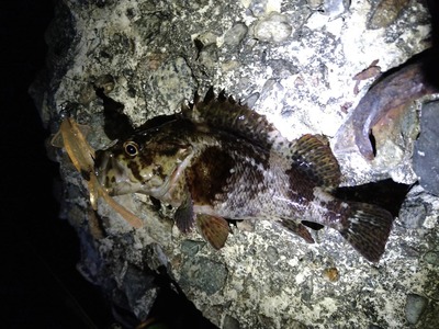 アライバー65で尺アジ３本