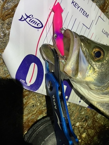 糸魚川で良型シーバス