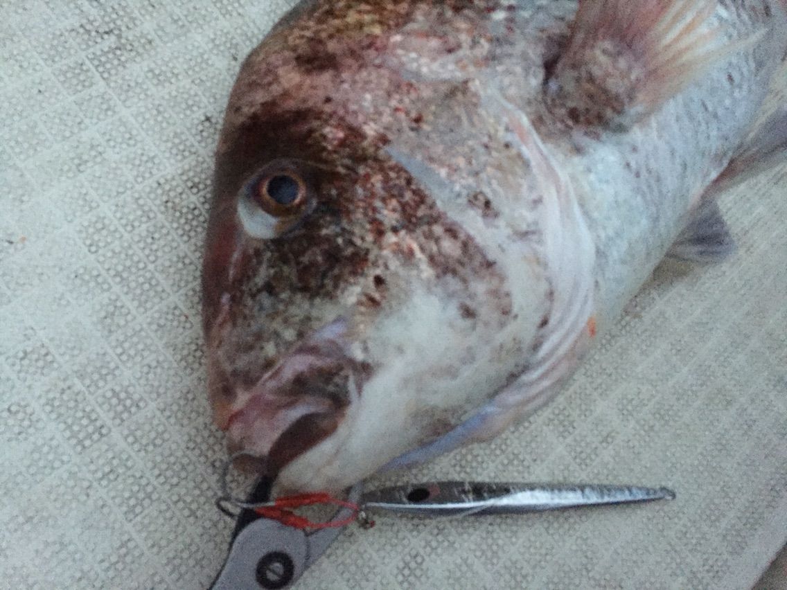 7 17 18連休は赤い鯛 黒い鯛 フラッター日誌 7 17 18連休は赤い鯛 黒い鯛 フラッター日誌