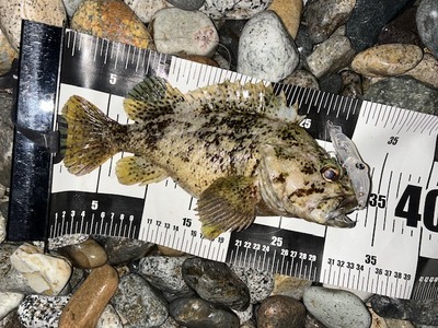 ズィークイッド105Ｆのほっとけ釣法で