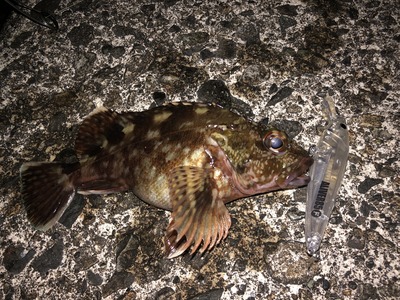 アライバーで根魚　3/9