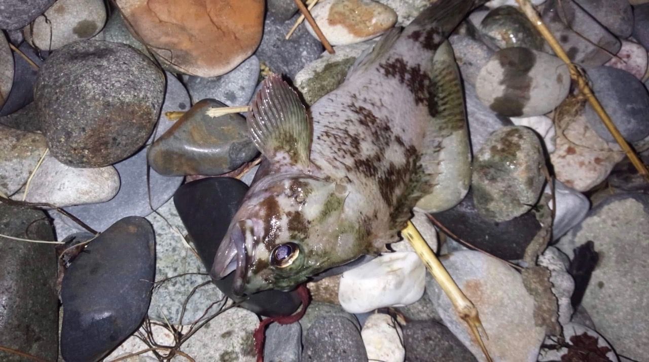 糸魚川 黒鯛釣果情報 6 5 フラッター日誌 糸魚川 黒鯛釣果情報 6 5 フラッター日誌