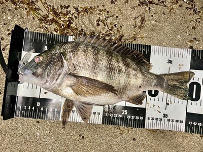 ホタルイカ無しでも！