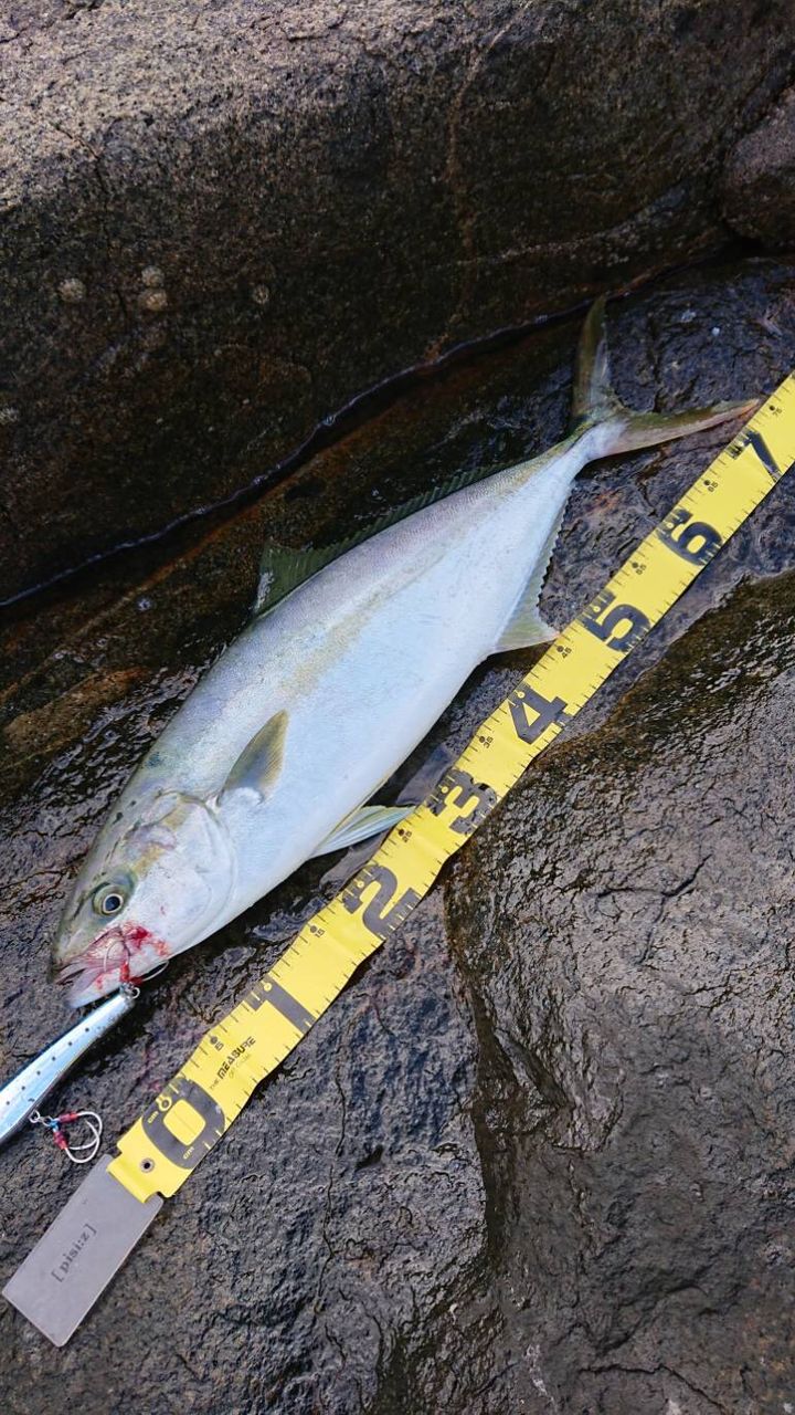 青森県 ショアジギング情報 10 29 フラッター日誌