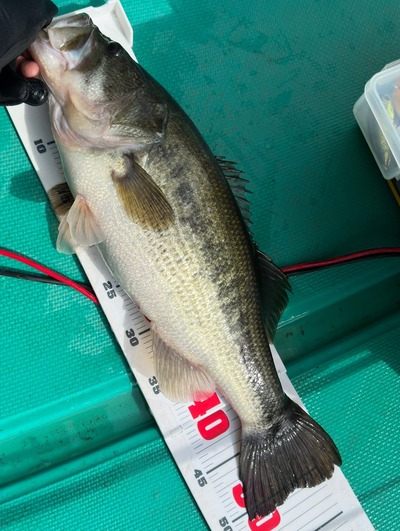 クラバー50で50ＵＰ他