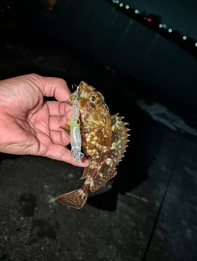 ホタルイカパターン始動！