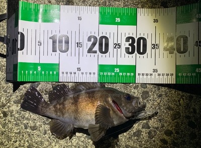 メバル32cm!!