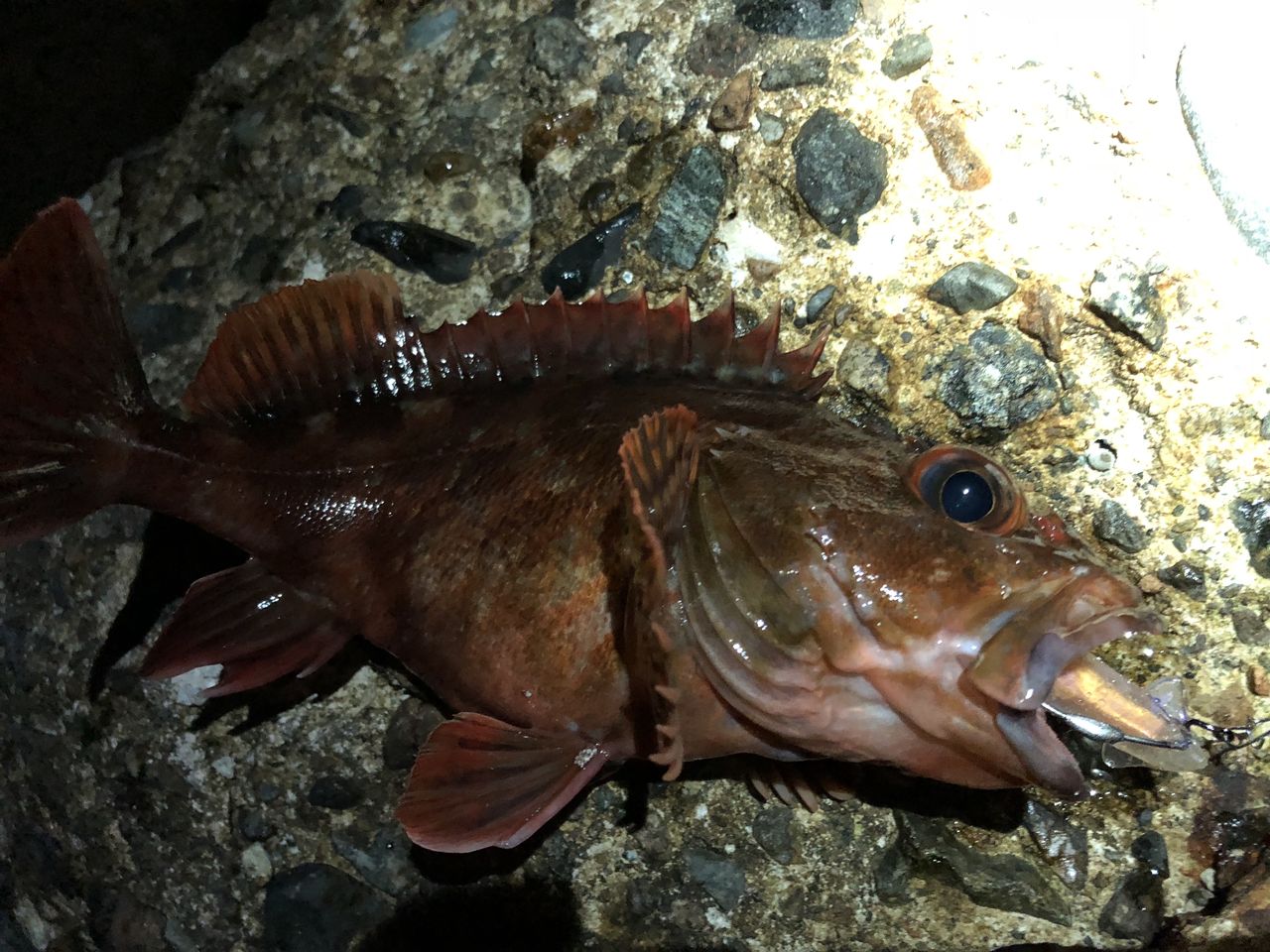 渋い時は居付き根魚狙い フラッター日誌 渋い時は居付き根魚狙い フラッター日誌