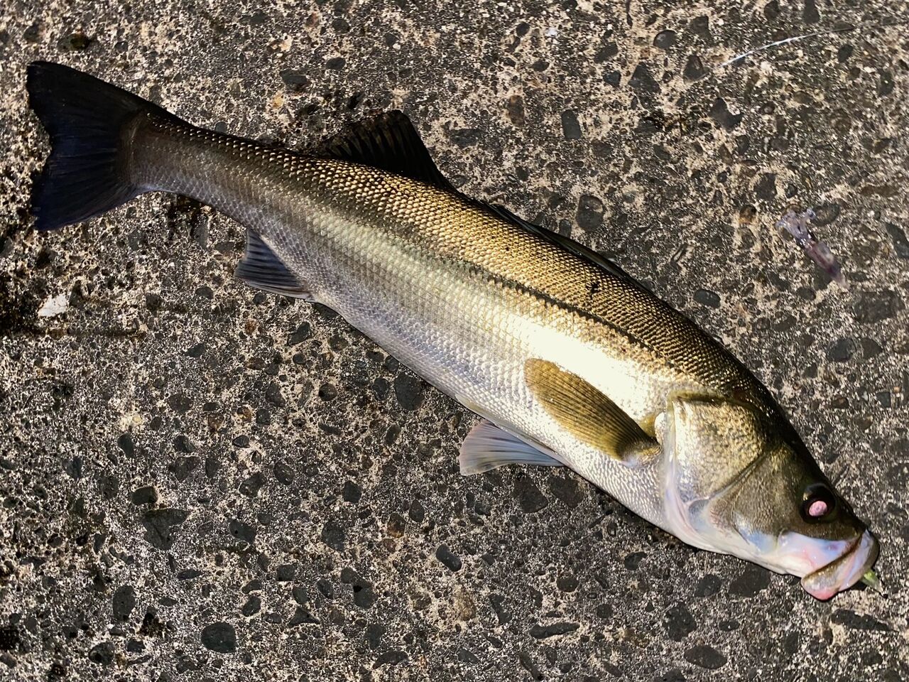 富山湾 シーバス好調 11 16 フラッター日誌 富山湾 シーバス好調 11 16 フラッター日誌