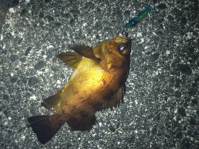 ズィークイッド75で黒鯛　メバル