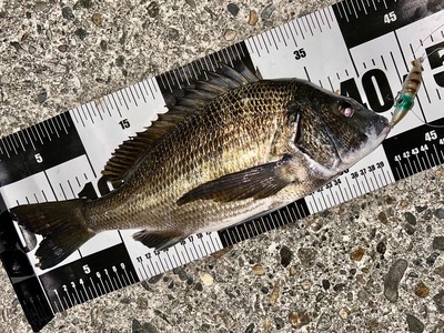 アオリイカ新子パターン