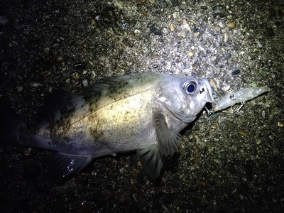富山湾　黒鯛　メバル　カサゴ　ムラソイ　アジ