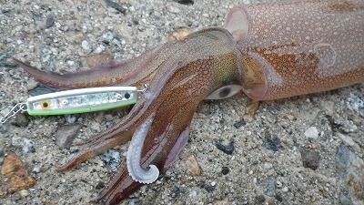 おかっぱりヤリイカ始動 フラッター日誌 おかっぱりヤリイカ始動 フラッター日誌