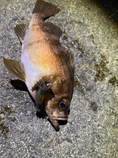 またしても真鯛！